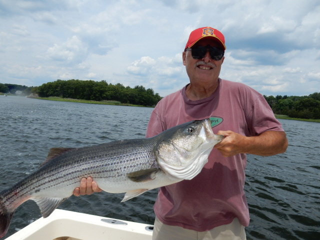 Live mackerel down, big stripers up!